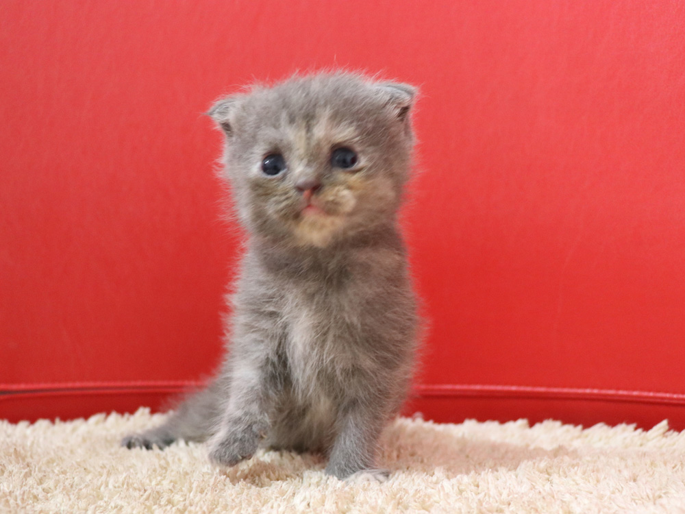 スコティッシュフォールドの子猫画像