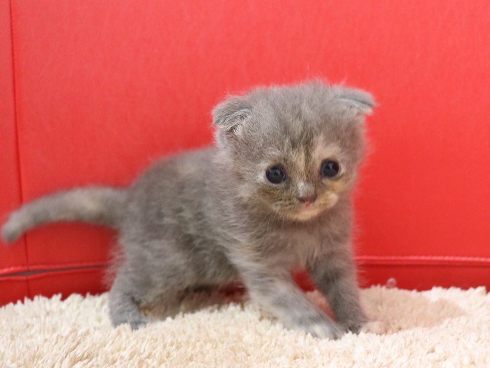 スコティッシュフォールドの子猫画像