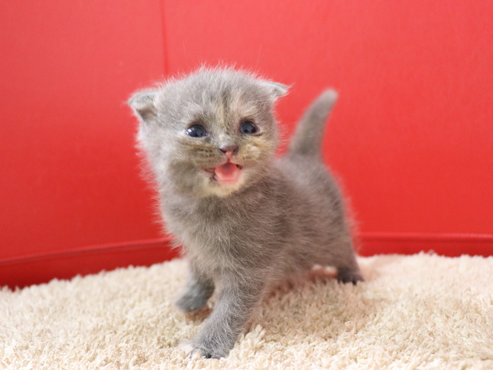 スコティッシュフォールドの子猫画像