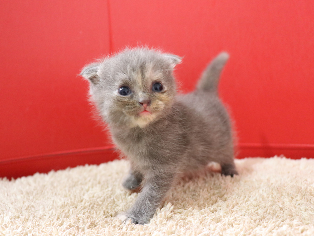 スコティッシュフォールドの子猫画像