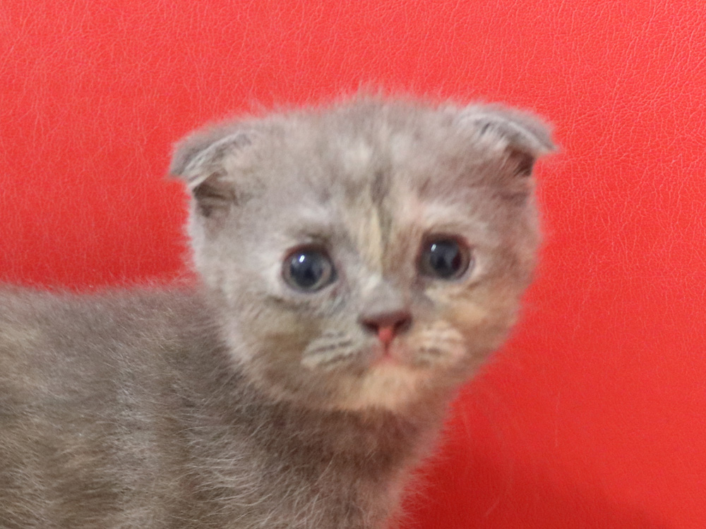 スコティッシュフォールドの子猫画像