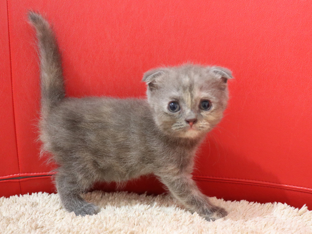 スコティッシュフォールドの子猫画像