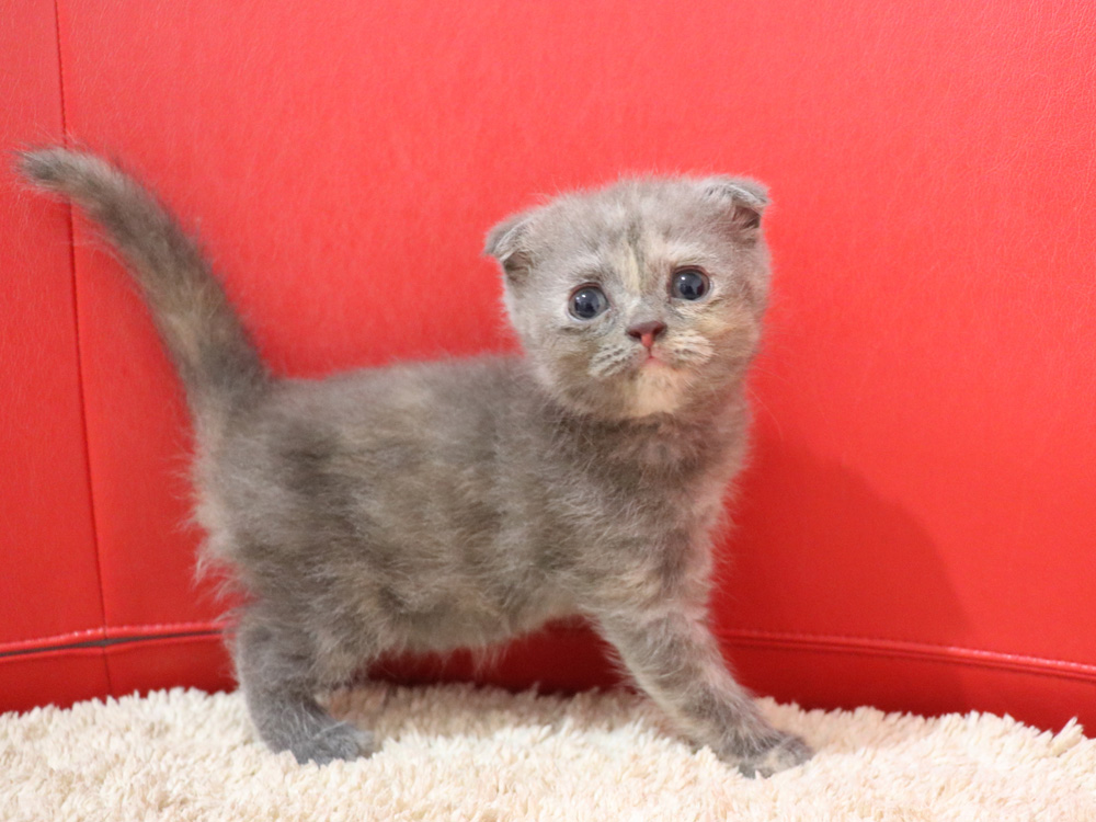 スコティッシュフォールドの子猫画像