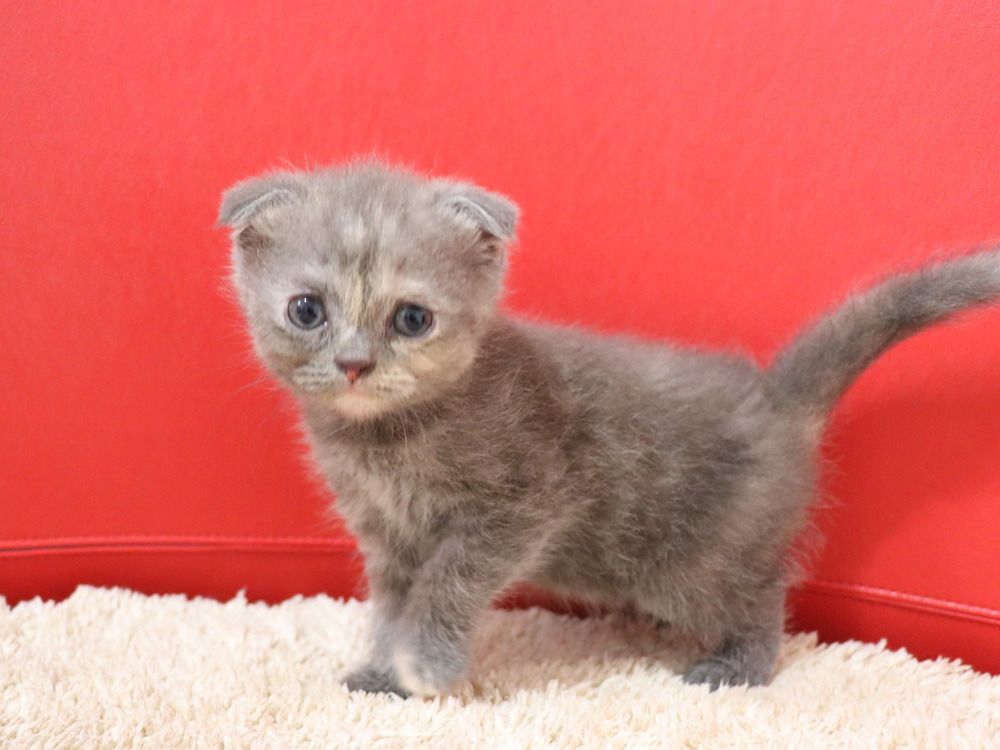 スコティッシュフォールドの子猫画像
