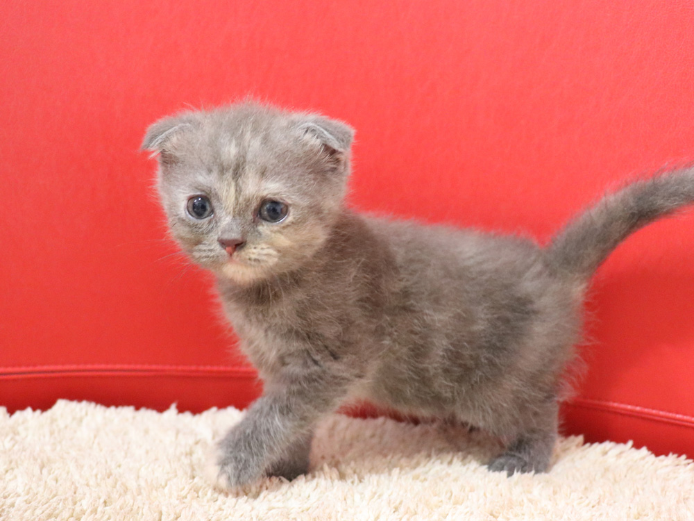 スコティッシュフォールドの子猫画像