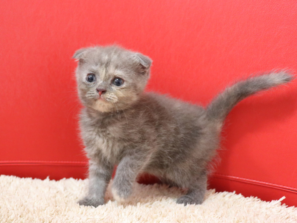 スコティッシュフォールドの子猫画像