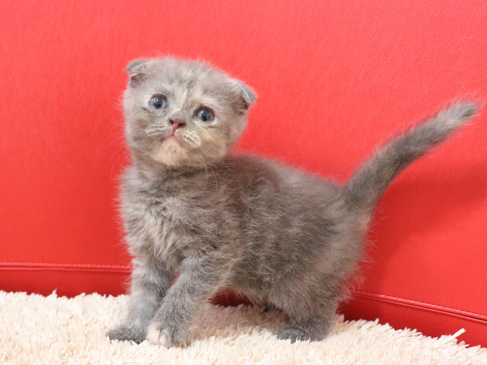 スコティッシュフォールドの子猫画像