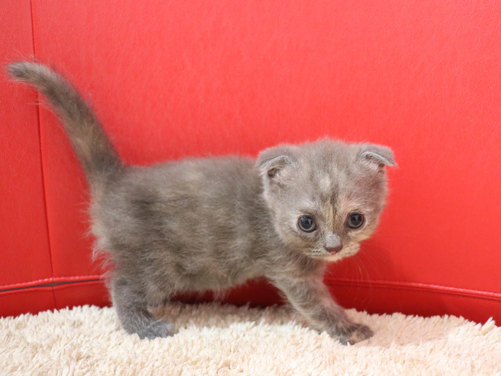 スコティッシュフォールドの子猫画像
