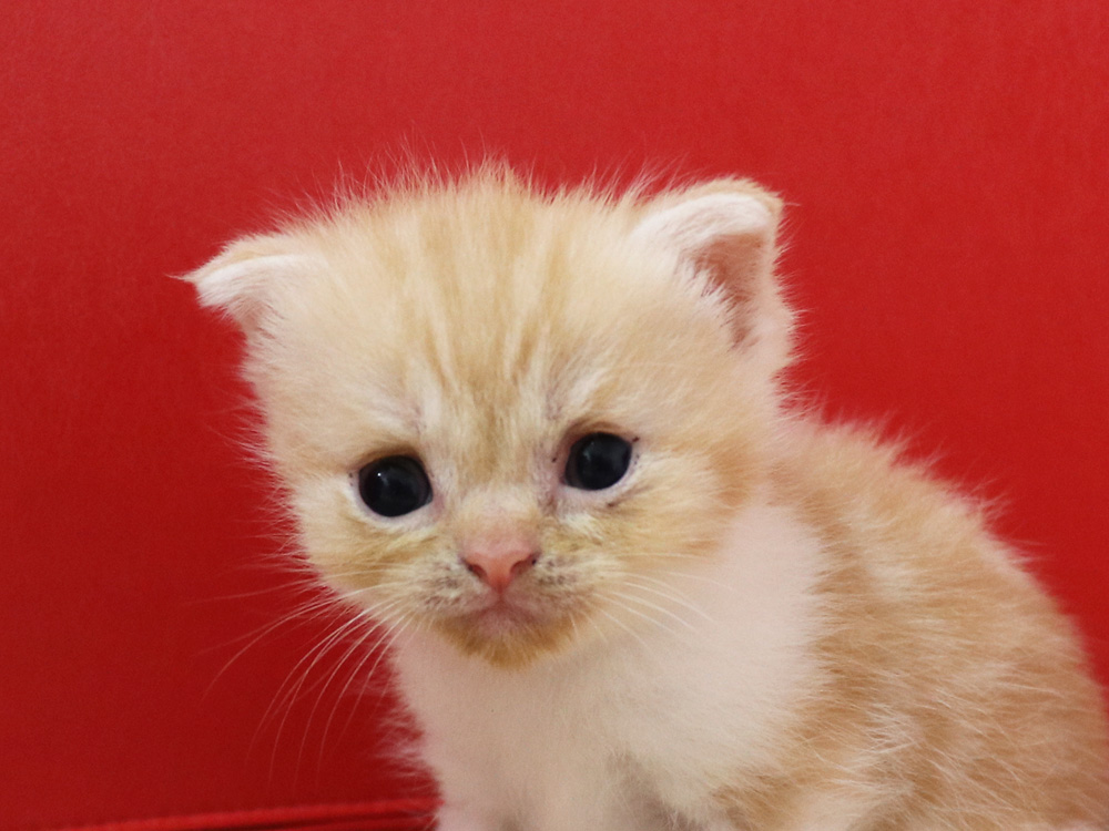 スコティッシュフォールドの子猫画像