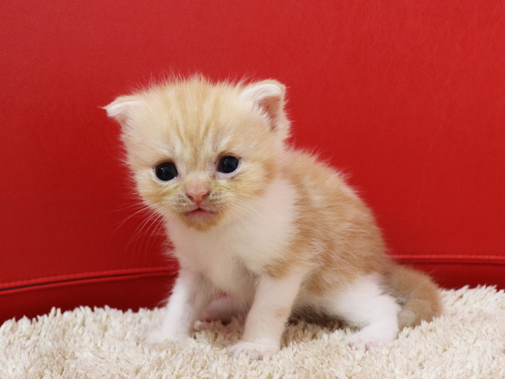 スコティッシュフォールドの子猫画像