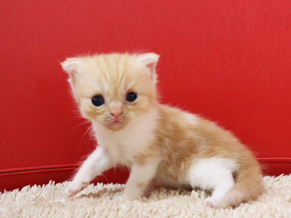 スコティッシュフォールドの子猫画像