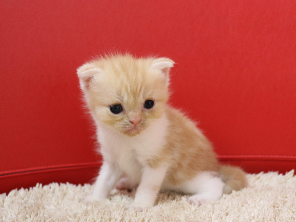 スコティッシュフォールドの子猫画像