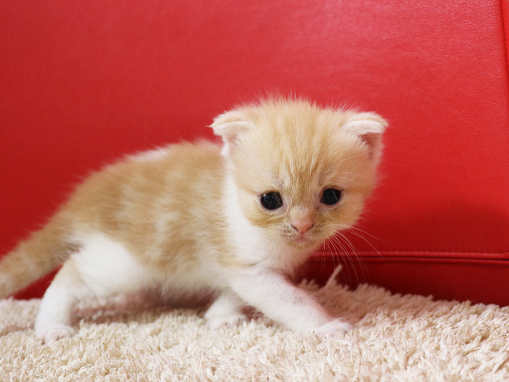スコティッシュフォールドの子猫画像