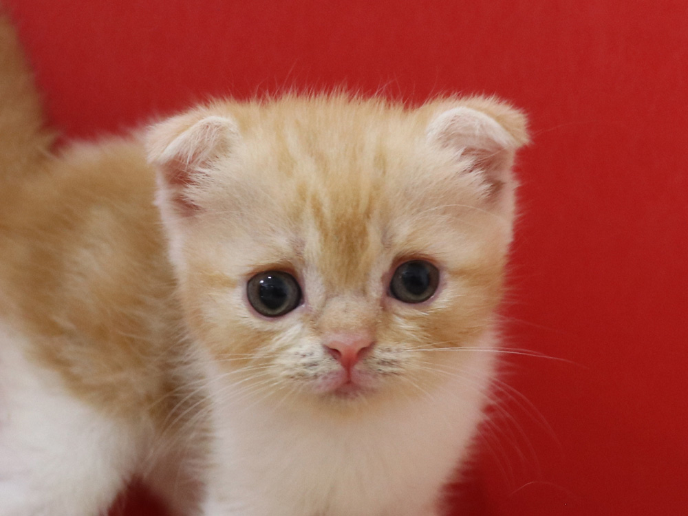 スコティッシュフォールドの子猫画像