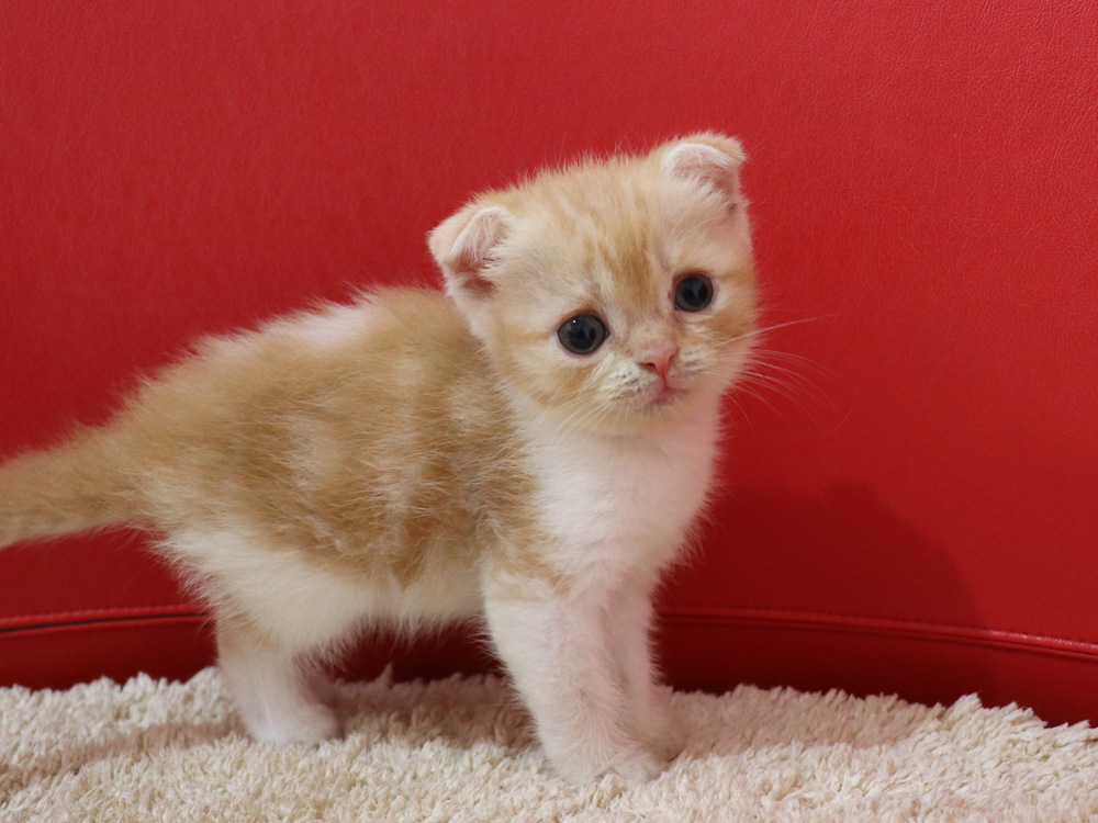 スコティッシュフォールドの子猫画像