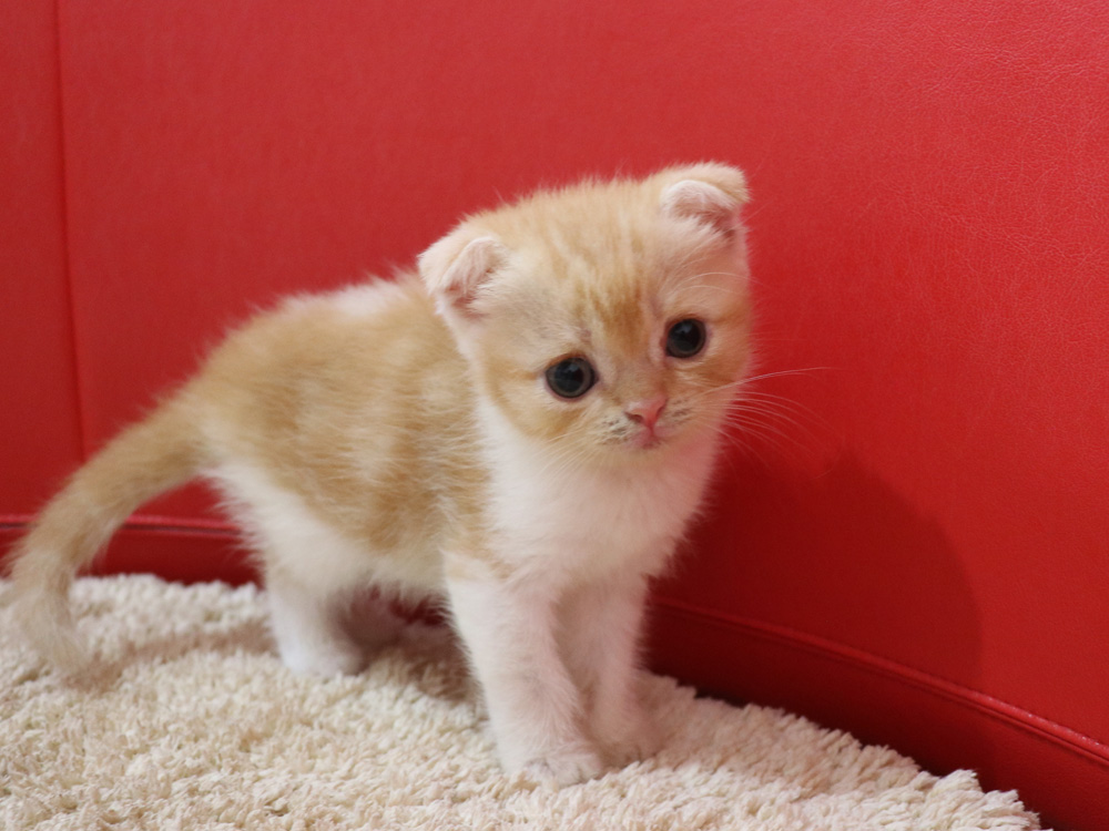 スコティッシュフォールドの子猫画像