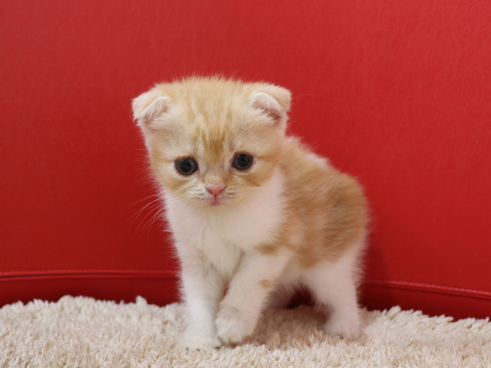 スコティッシュフォールドの子猫画像