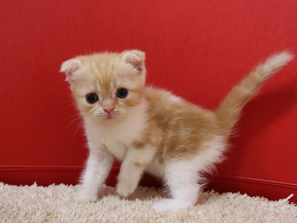 スコティッシュフォールドの子猫画像