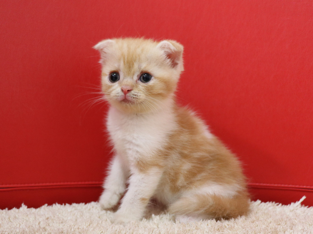 スコティッシュフォールドの子猫画像