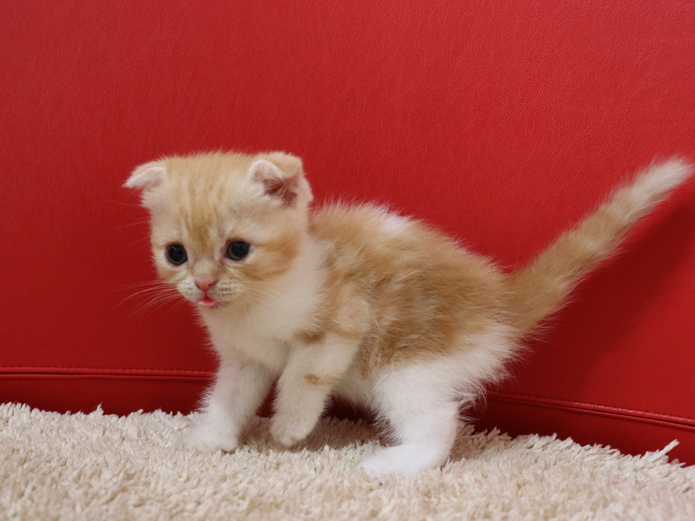 スコティッシュフォールドの子猫画像