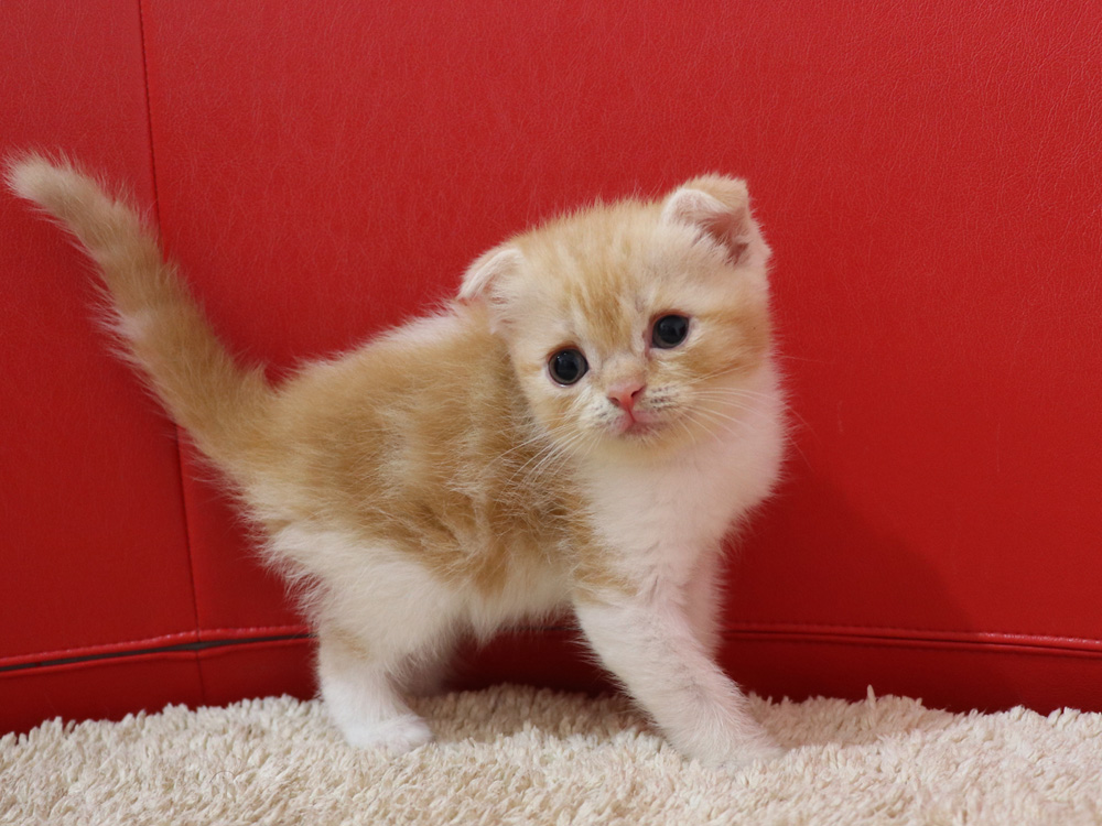 スコティッシュフォールドの子猫画像