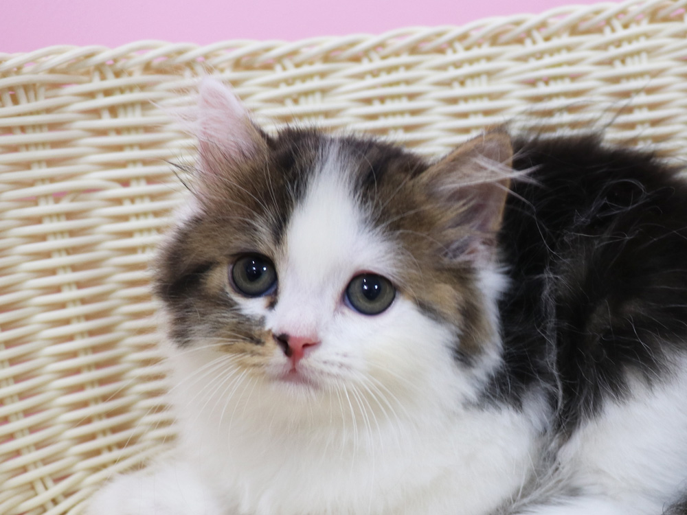 スコティッシュフォールドの子猫画像
