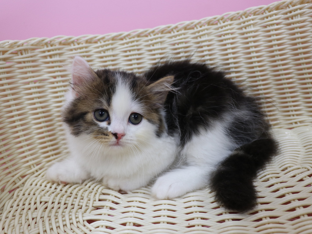 スコティッシュフォールドの子猫画像