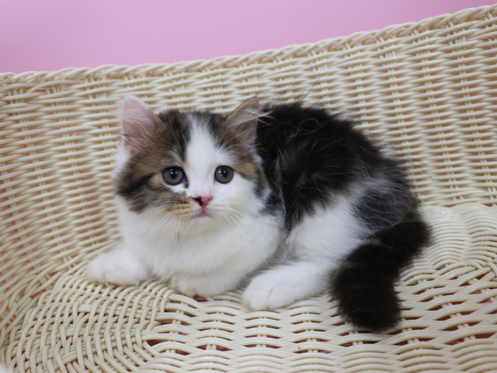 スコティッシュフォールドの子猫画像