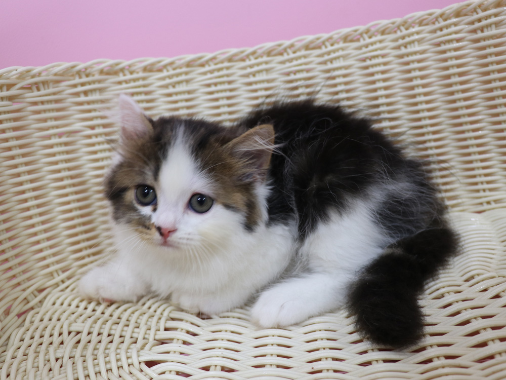 スコティッシュフォールドの子猫画像