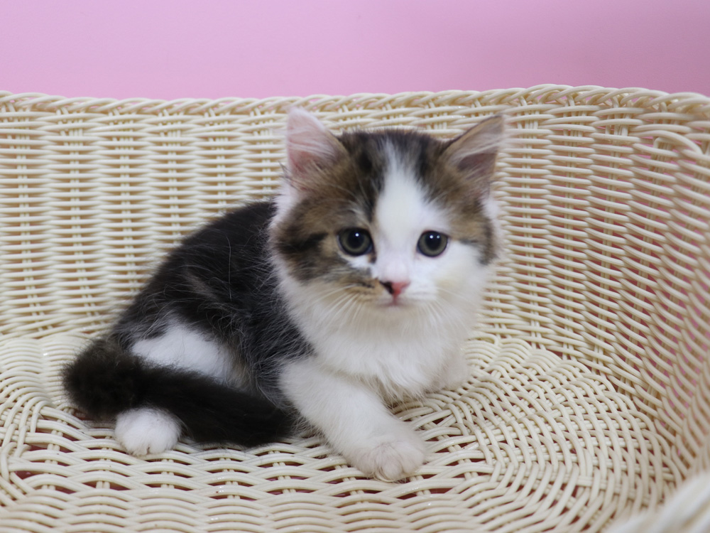 スコティッシュフォールドの子猫画像