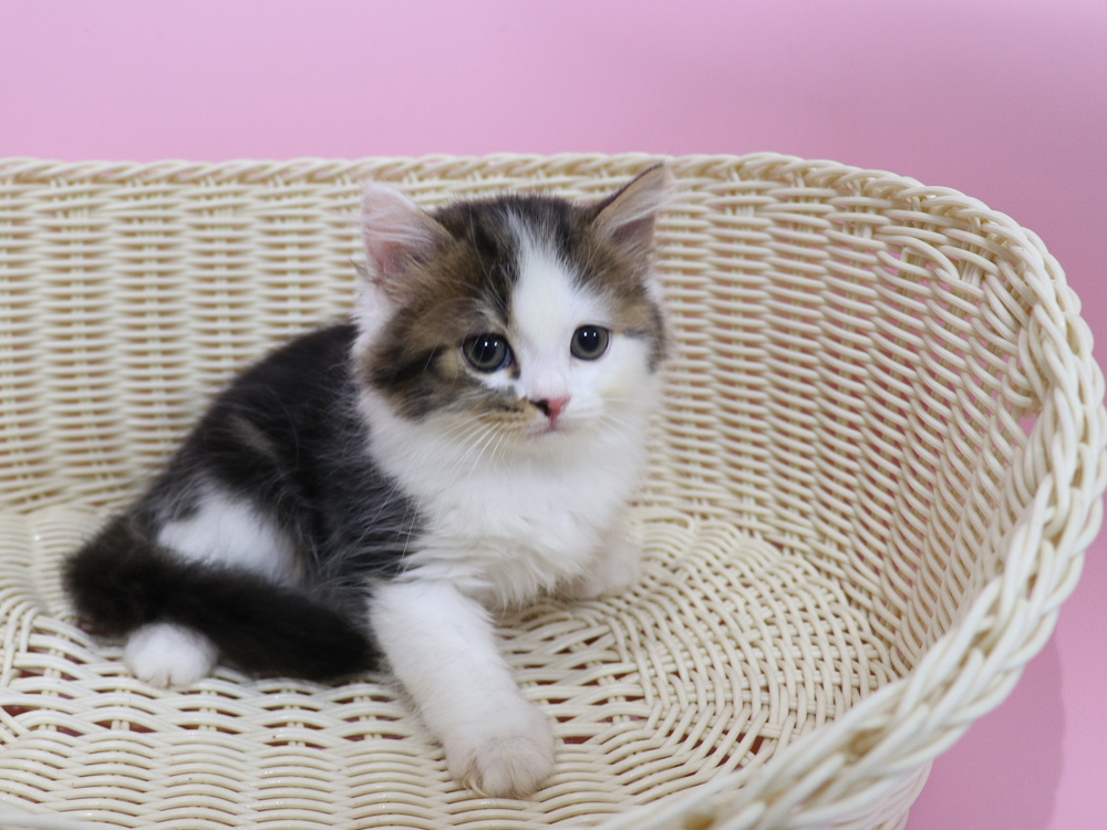 スコティッシュフォールドの子猫画像