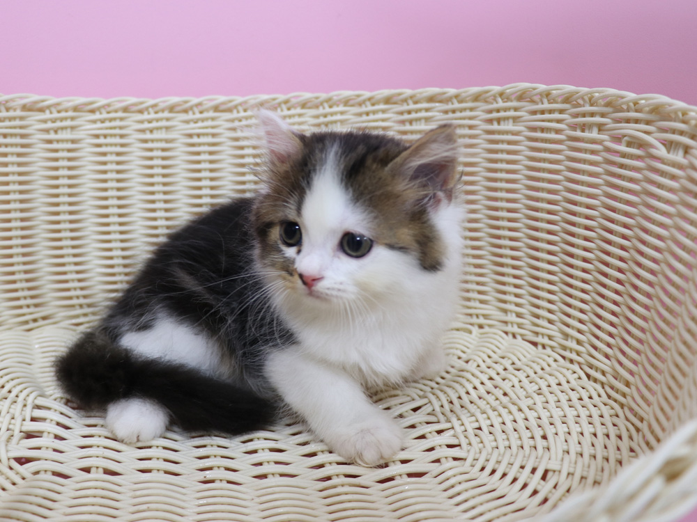 スコティッシュフォールドの子猫画像
