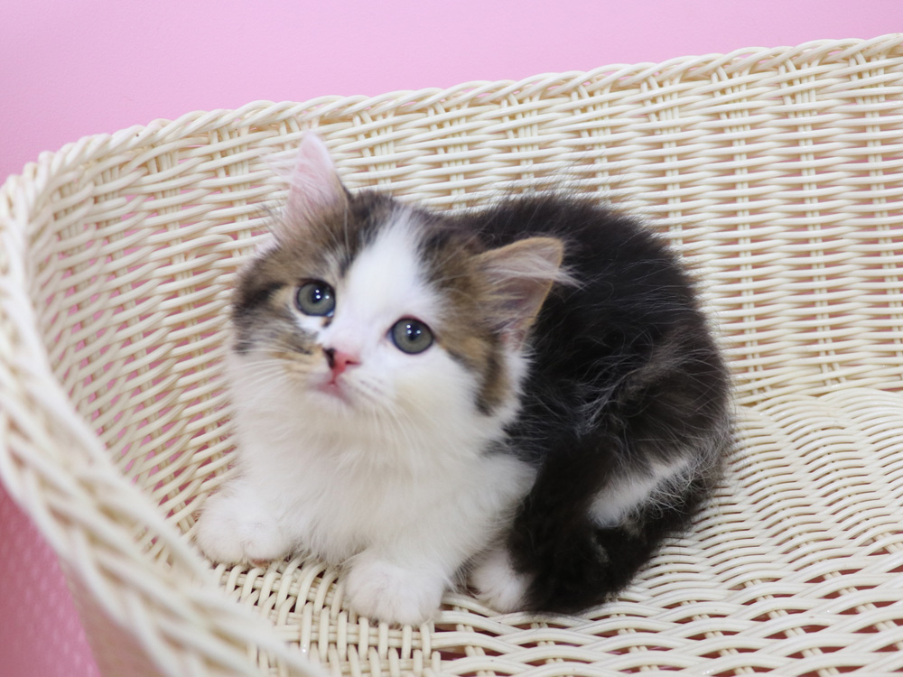 スコティッシュフォールドの子猫画像