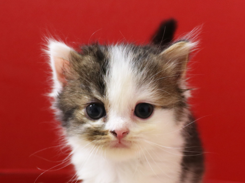 スコティッシュフォールドの子猫画像