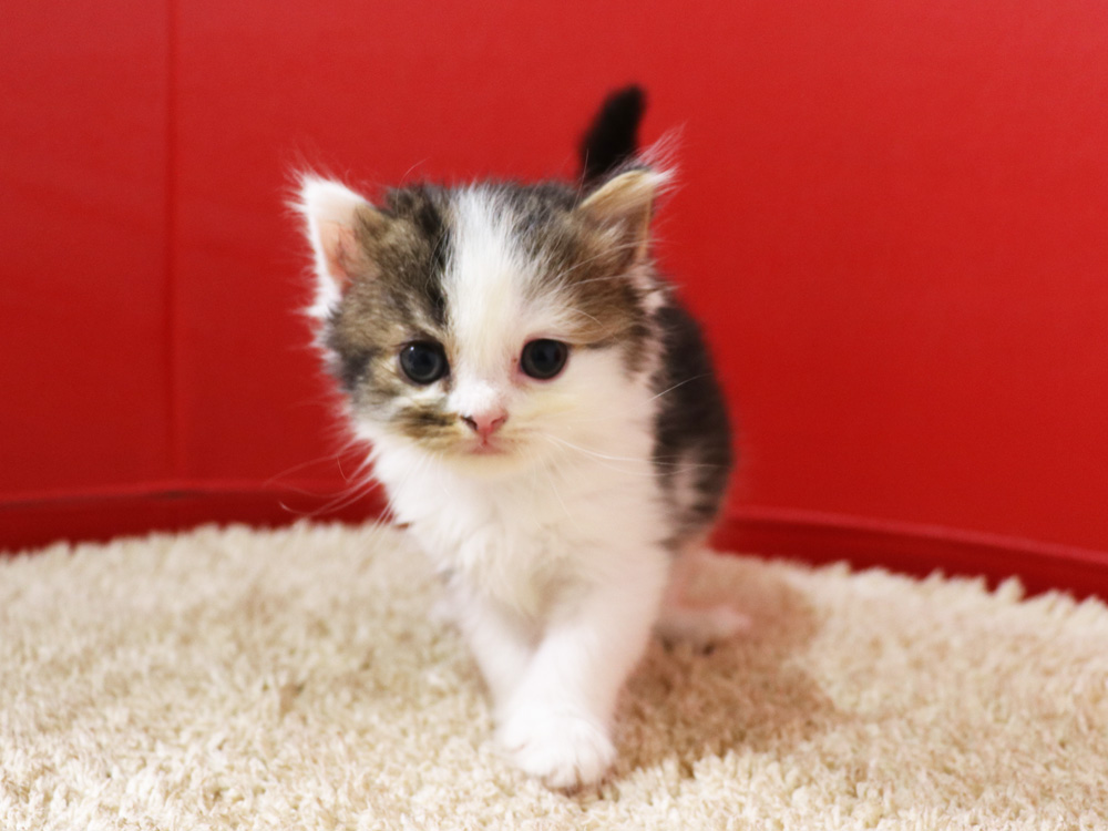 スコティッシュフォールドの子猫画像