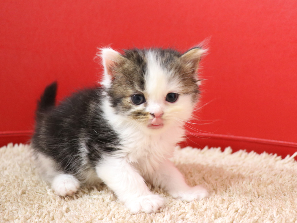 スコティッシュフォールドの子猫画像