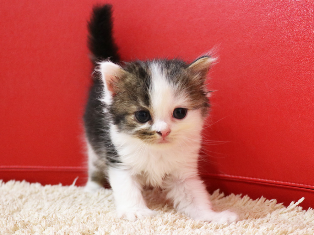 スコティッシュフォールドの子猫画像