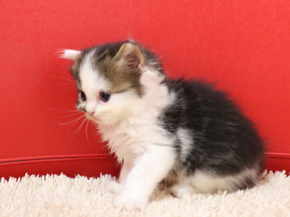スコティッシュフォールドの子猫画像