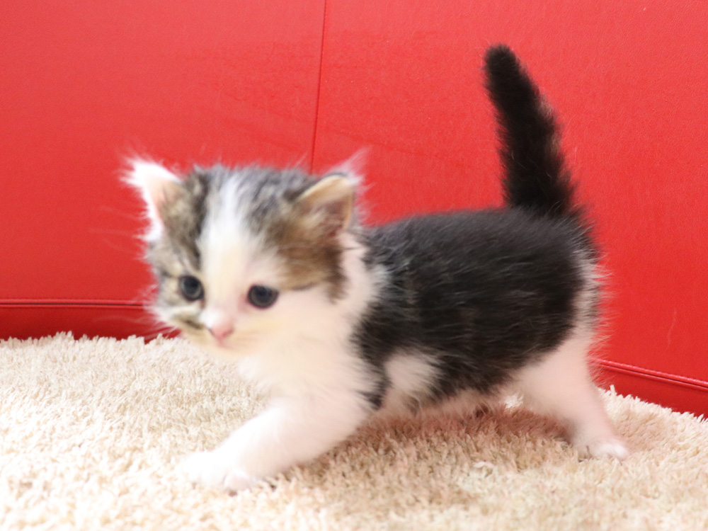 スコティッシュフォールドの子猫画像