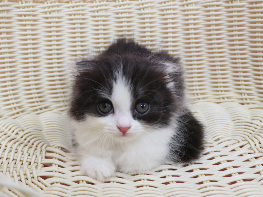 スコティッシュフォールドの子猫画像