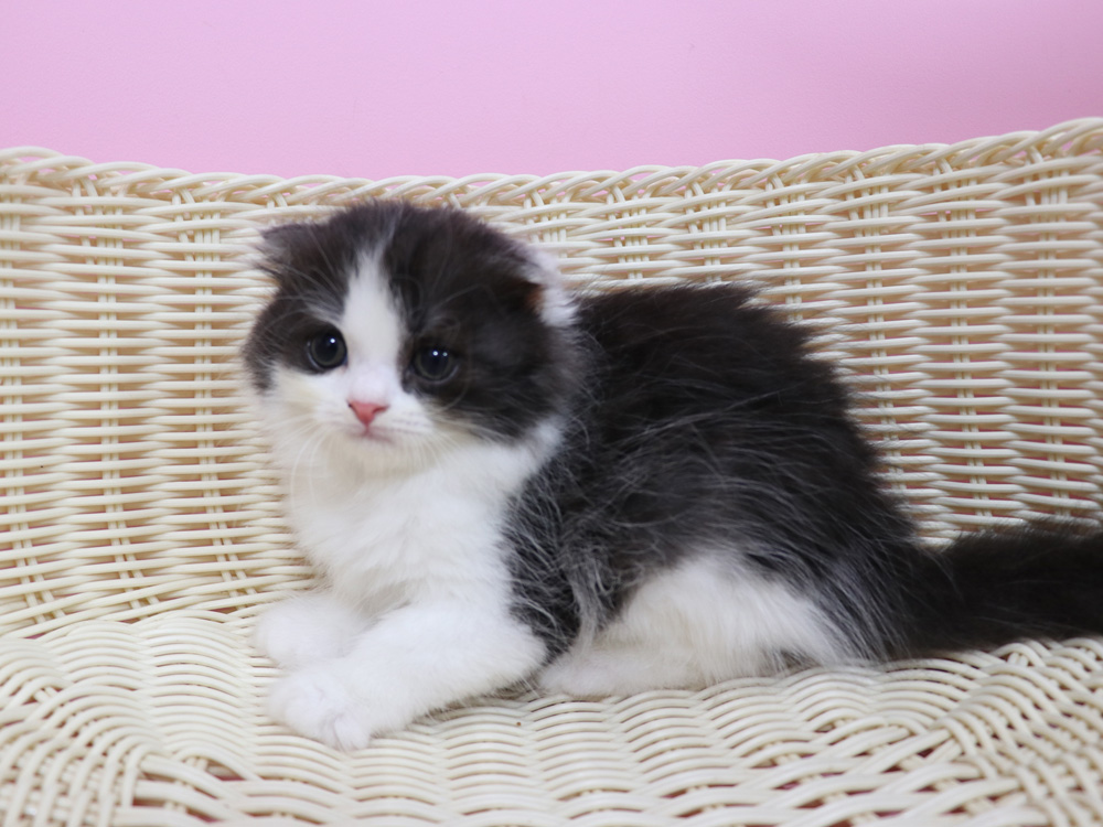 スコティッシュフォールドの子猫画像