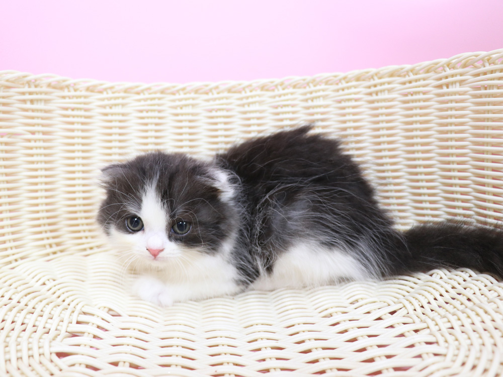 スコティッシュフォールドの子猫画像