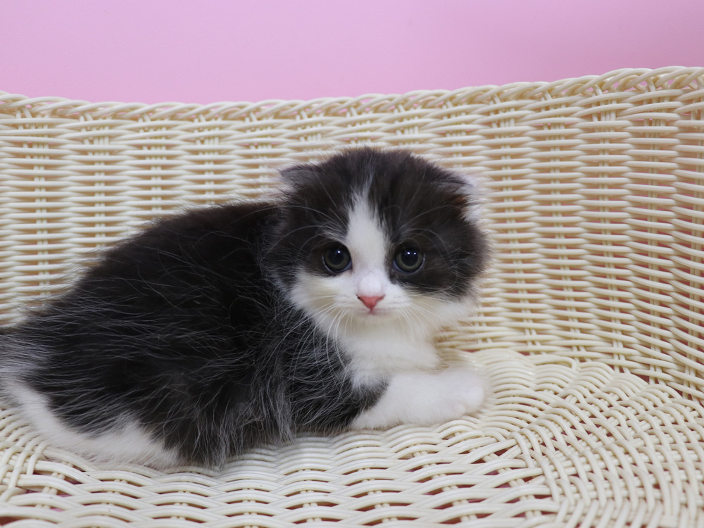 スコティッシュフォールドの子猫画像