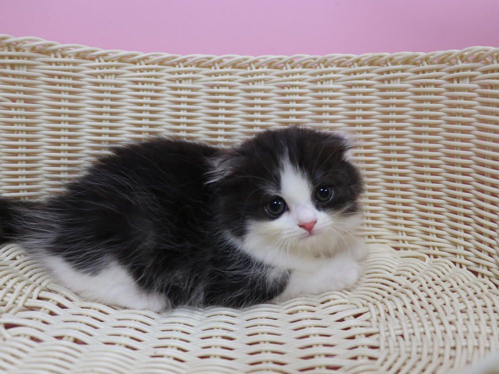 スコティッシュフォールドの子猫画像