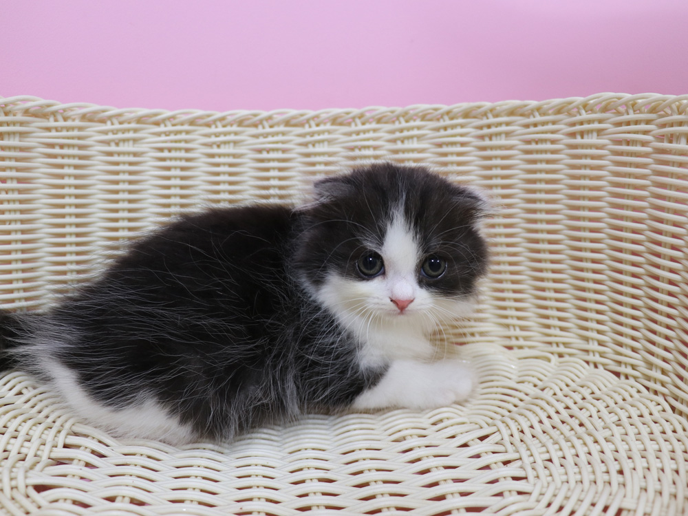 スコティッシュフォールドの子猫画像