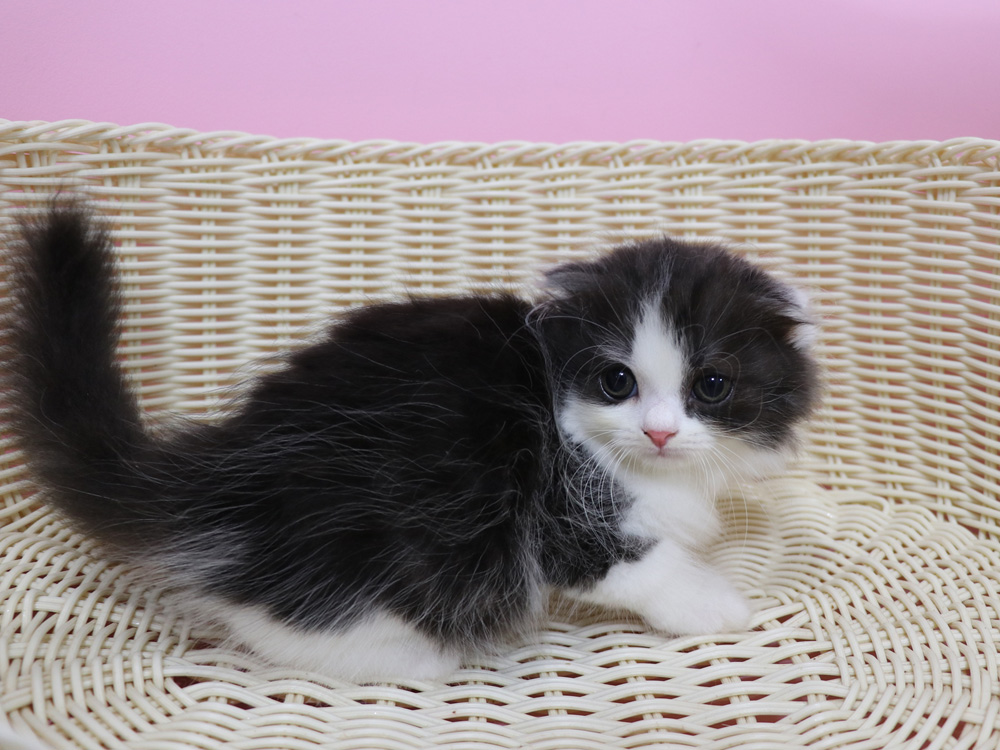 スコティッシュフォールドの子猫画像