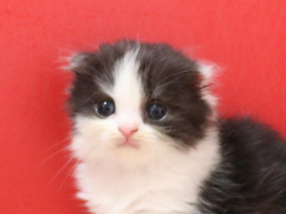 スコティッシュフォールドの子猫画像