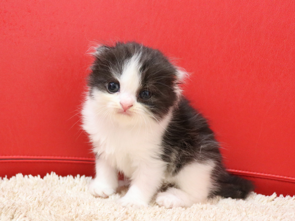 スコティッシュフォールドの子猫画像