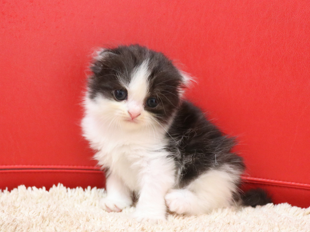 スコティッシュフォールドの子猫画像