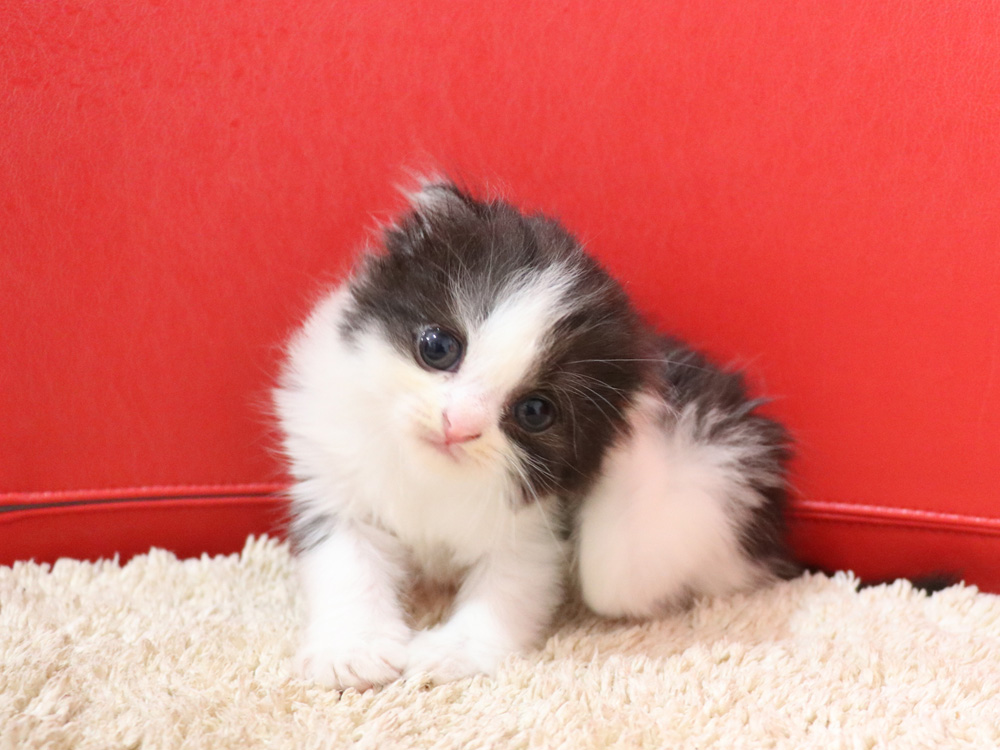 スコティッシュフォールドの子猫画像